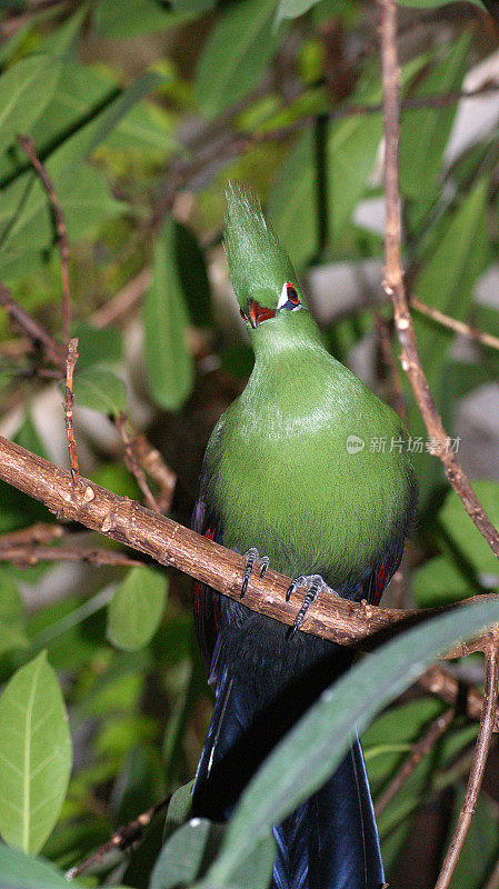 绿色Turaco