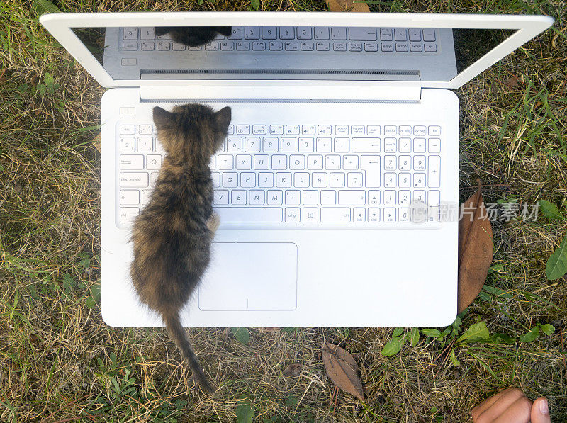 小猫玩withlaptop