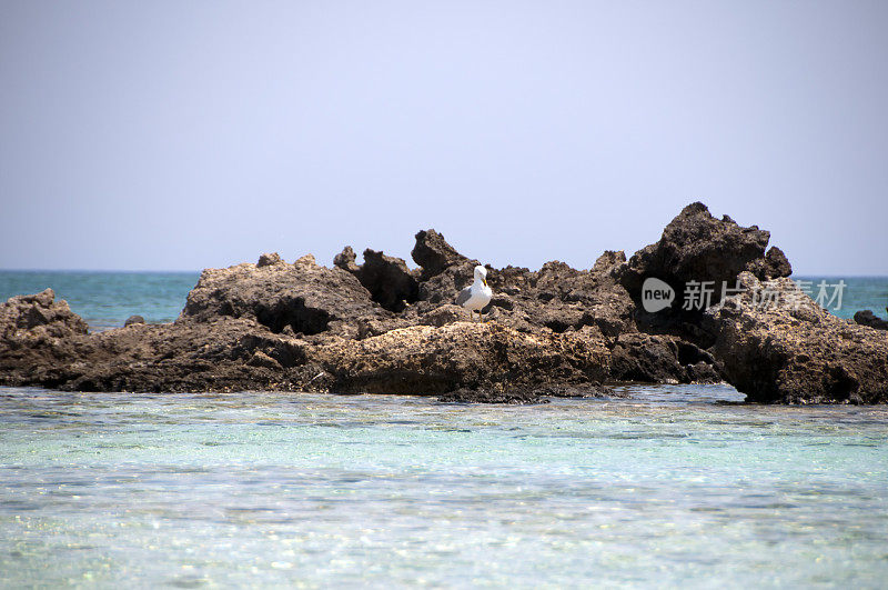 海鸥