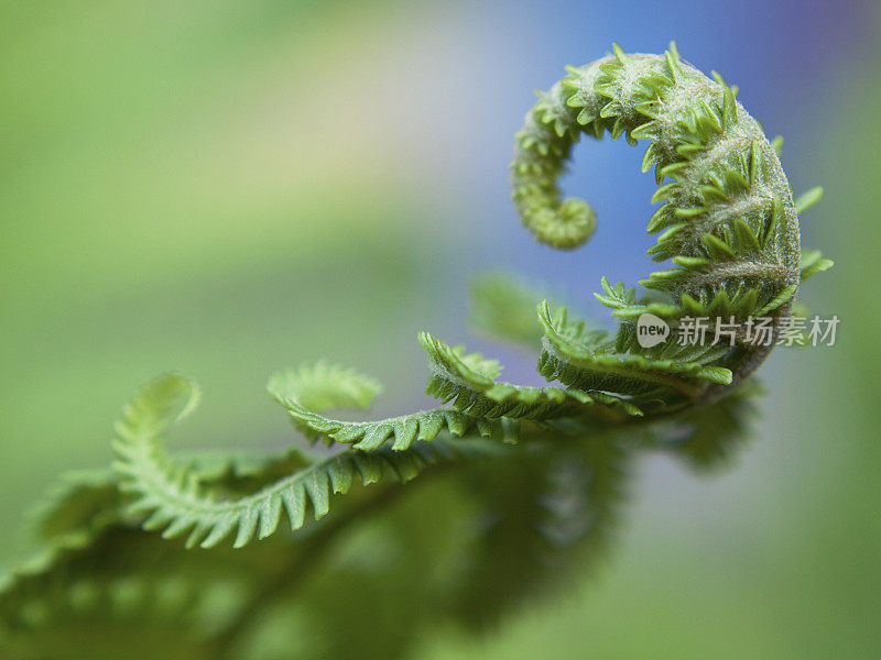 绿色的蕨类植物。