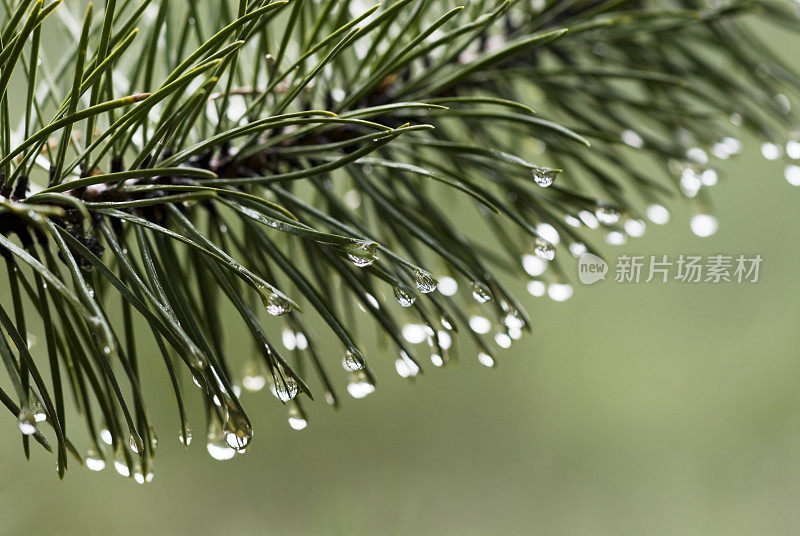 森林雨