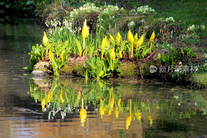 黄色的臭白菜花倒映在池塘的水里