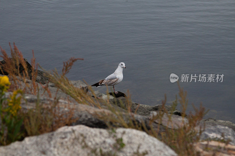 一只海鸥