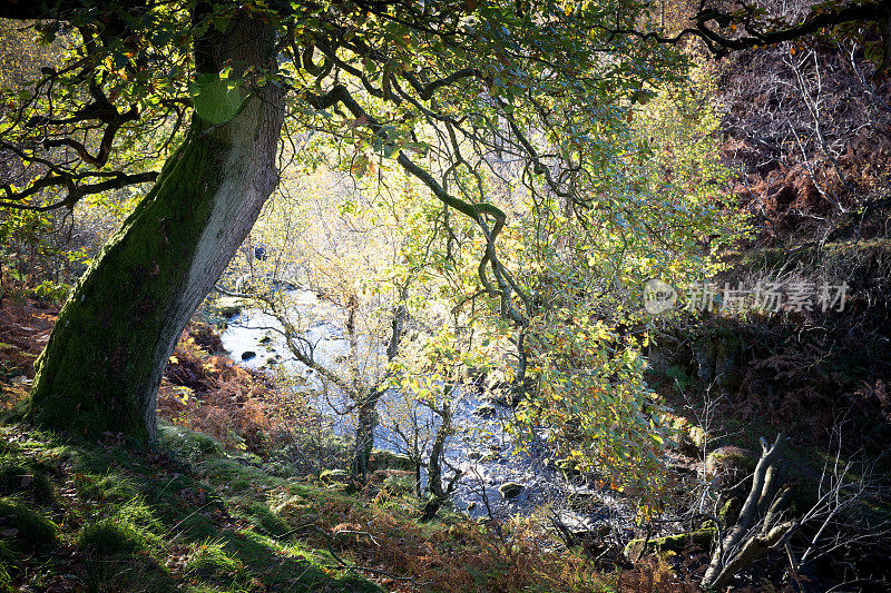 英格兰约克郡河边的一棵秋天的树