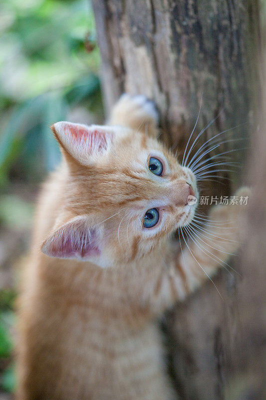 花园里的小猫