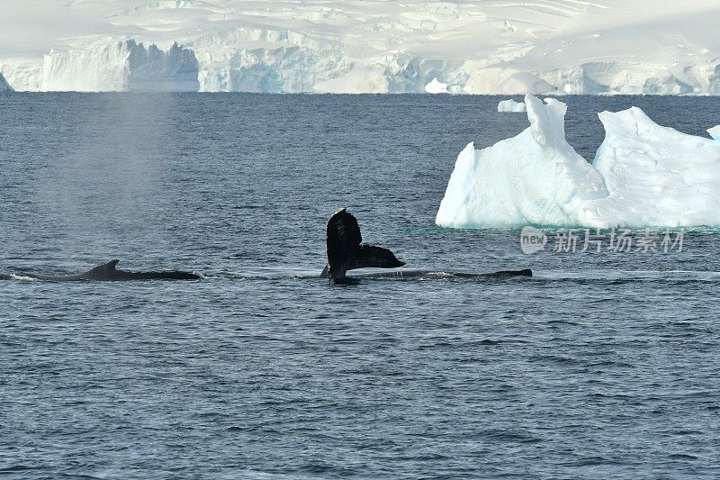鲸鱼和冰山