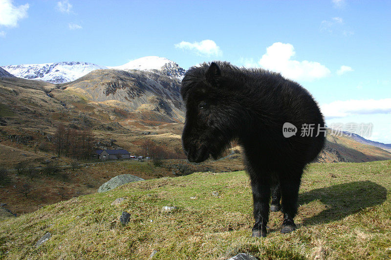 斯诺登尼亚的山地小马