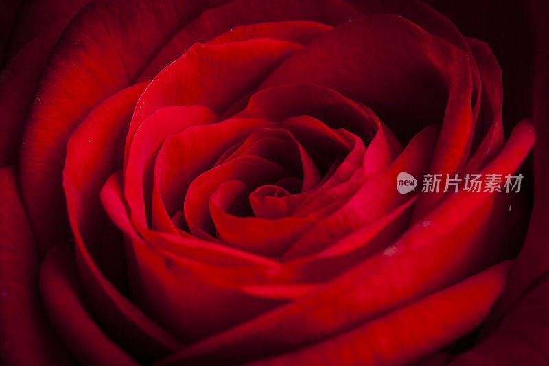 美丽的红玫瑰微距特写