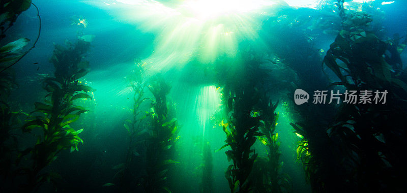 加州巨藻中的水下光线