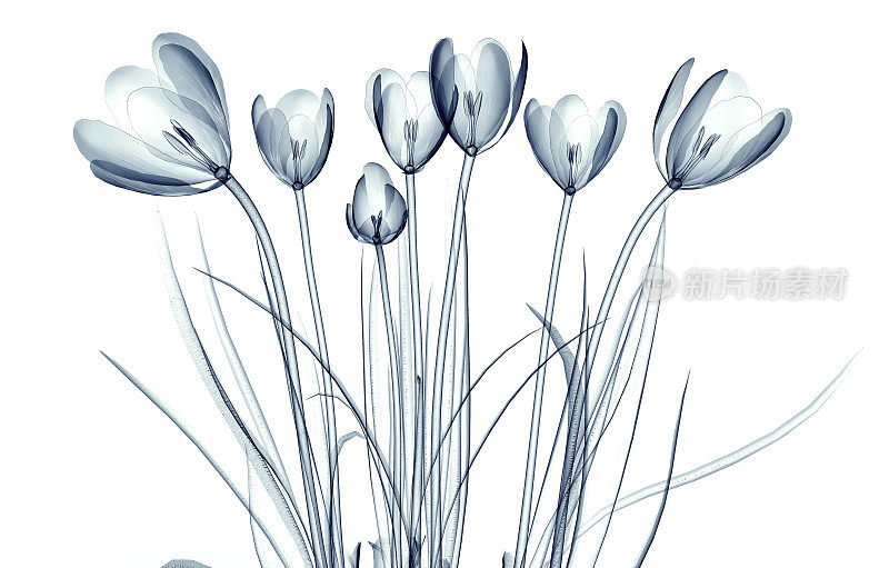一株花的x光图像孤立在白色，藏红花