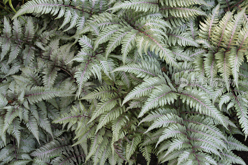 日本画蕨类植物