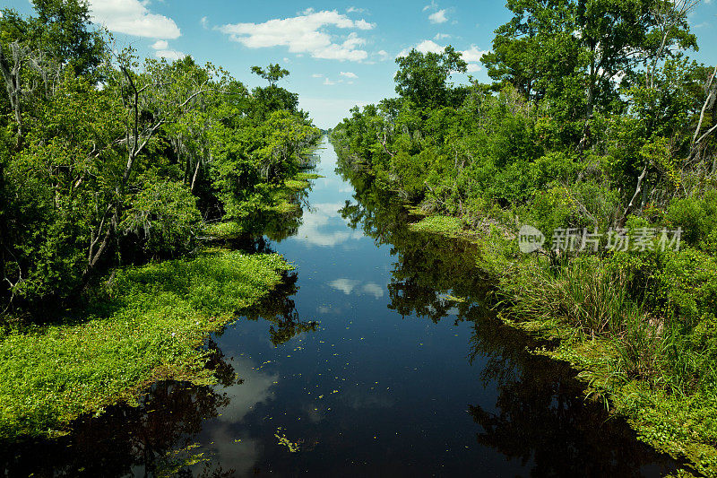 水渠槽在新奥尔良浓密的绿色沼泽森林