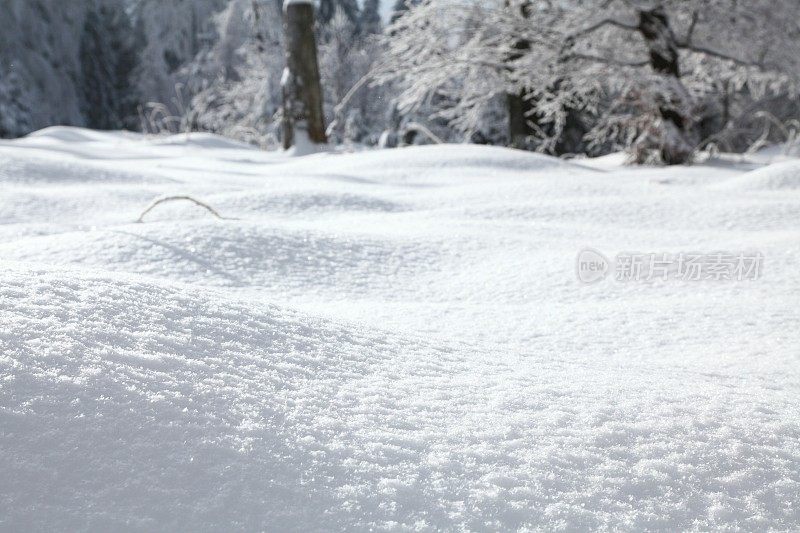 雪覆盖了风景的前景和后面的树木