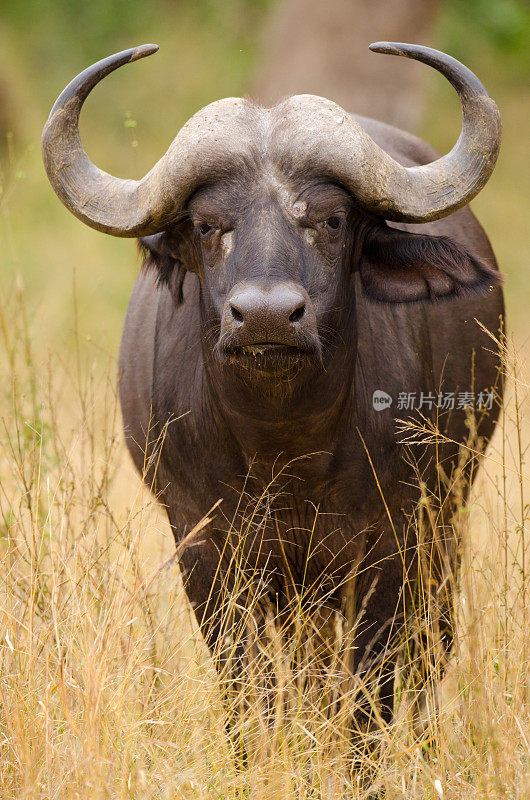 非洲海角水牛-南非