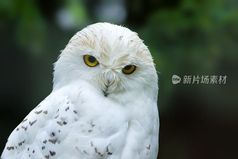 雪鸮