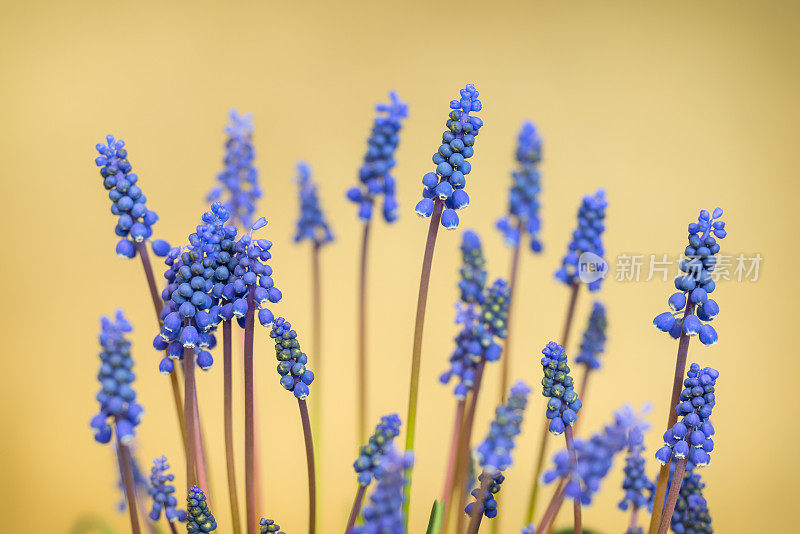 紫花植物野外特写