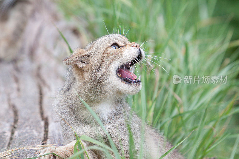 苏格兰野猫