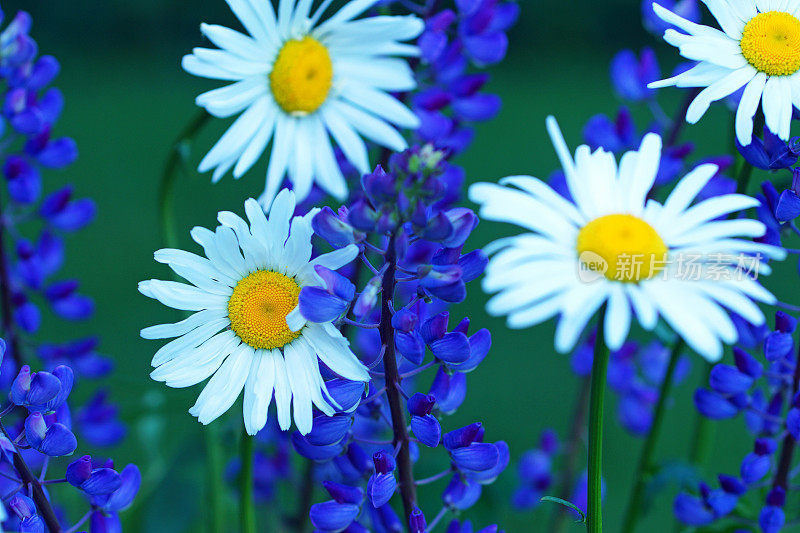 雏菊和蓝色羽扇花