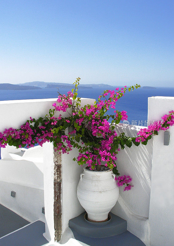 希腊圣托里尼岛的粉色花朵