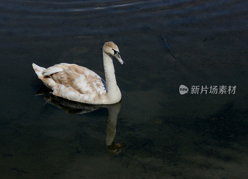 丑小鸭小天鹅变成了长着白色羽毛的成年天鹅