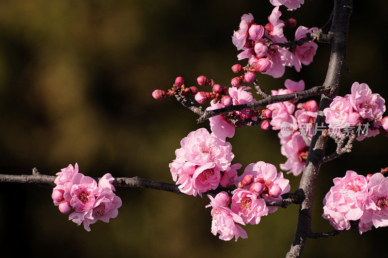 樱桃李，樱桃李，花