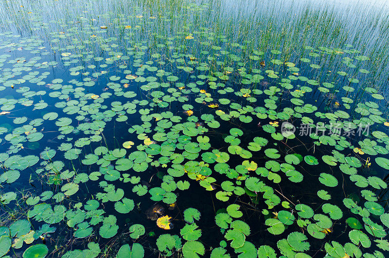 绿水百合漂浮在湖上