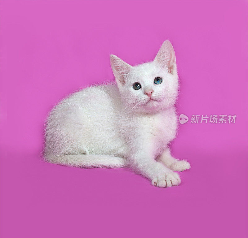 毛茸茸的小白猫躺在粉红色的床上