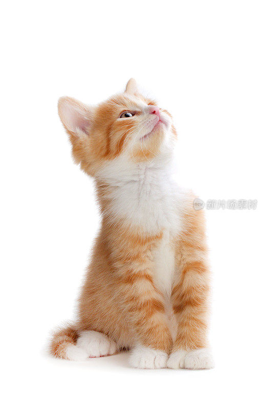 一只可爱的橙色小猫抬头看着白色的背景
