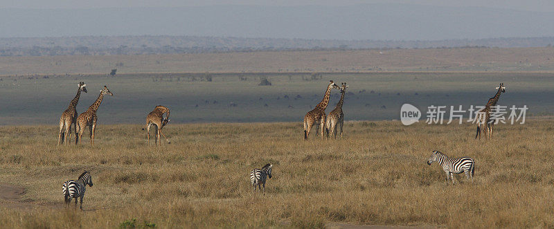 Safari全景