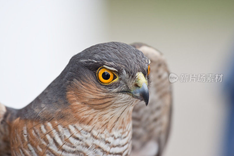 Sparrowhawk(猛禽努力)