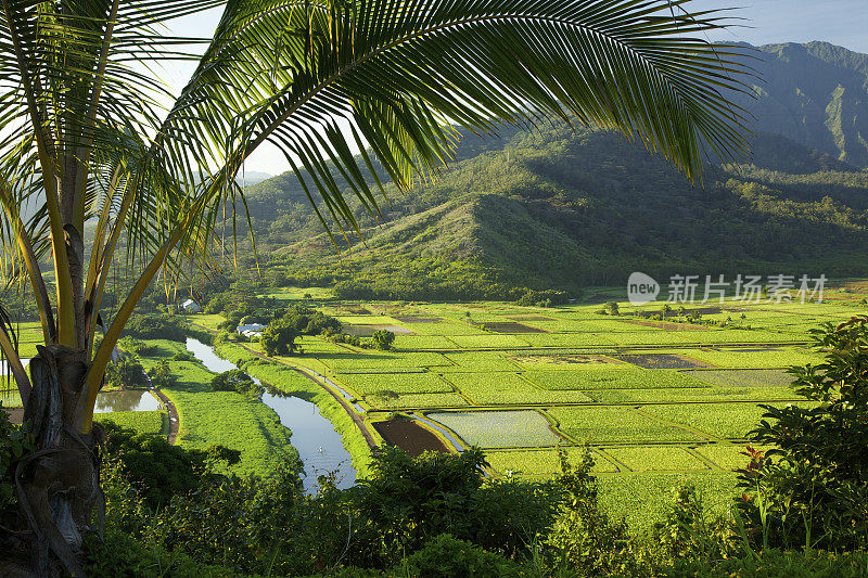 哈纳莱山谷的日出