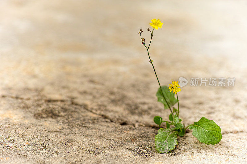 一株小植物从混凝土裂缝中开出黄色的花朵。