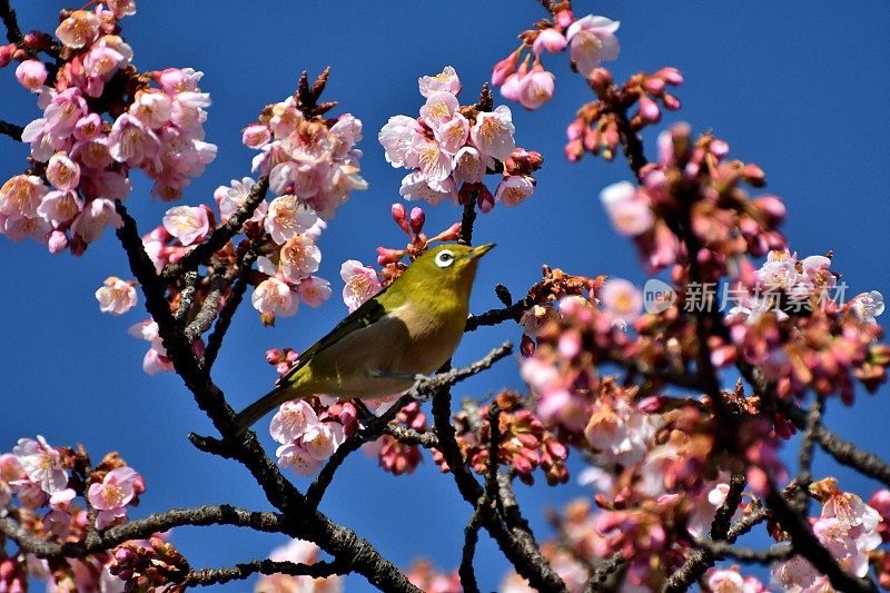 樱花和日本白眼睛