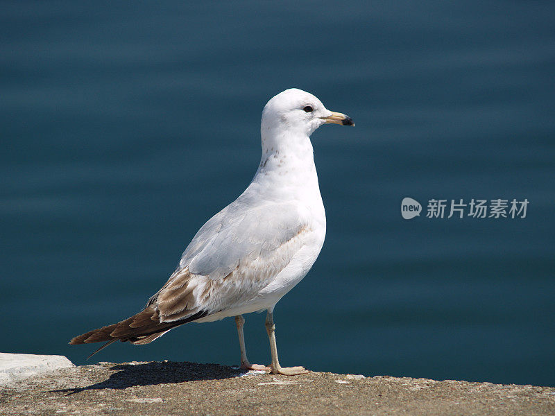 海鸥