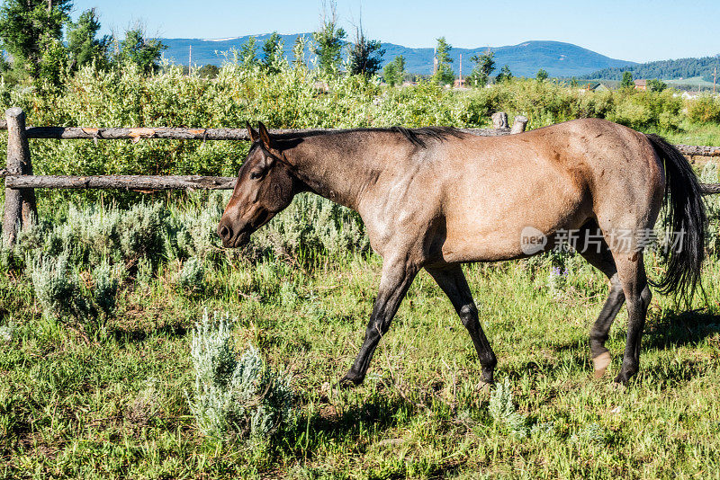 蒙大拿州牧场上的一匹马