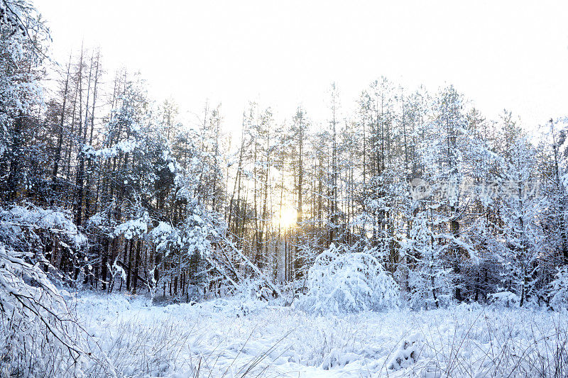 森林里的常青树在冰雪和明亮的冬日阳光下