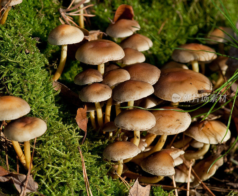 苔藓圆木上的蘑菇