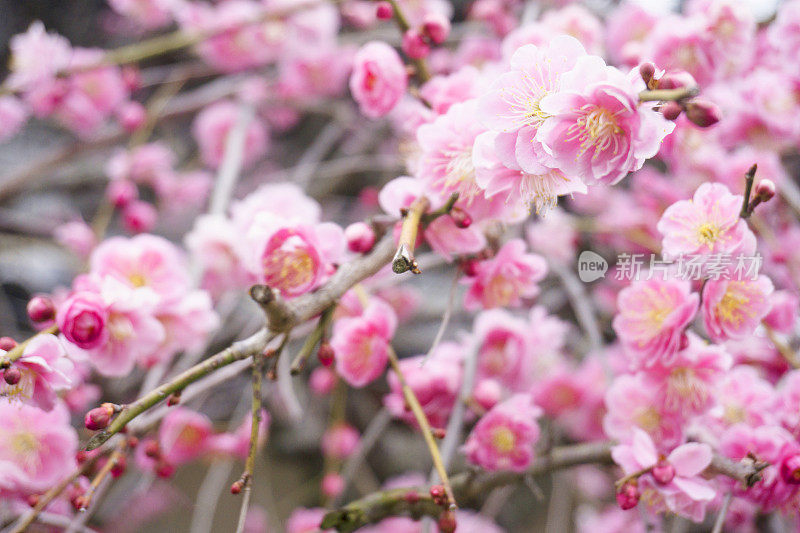 日本樱花