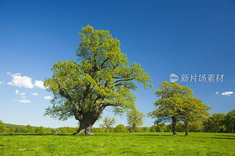 蓝天下的春景古树虬枝