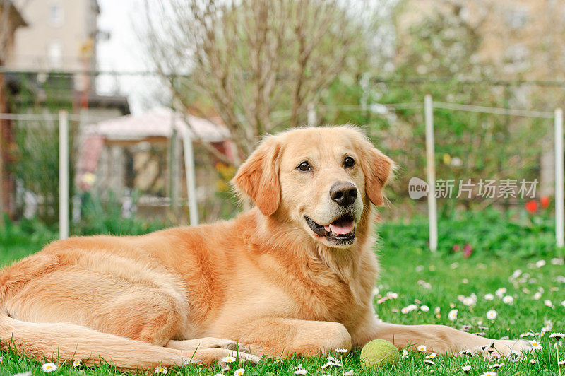 带着球的金色退休犬