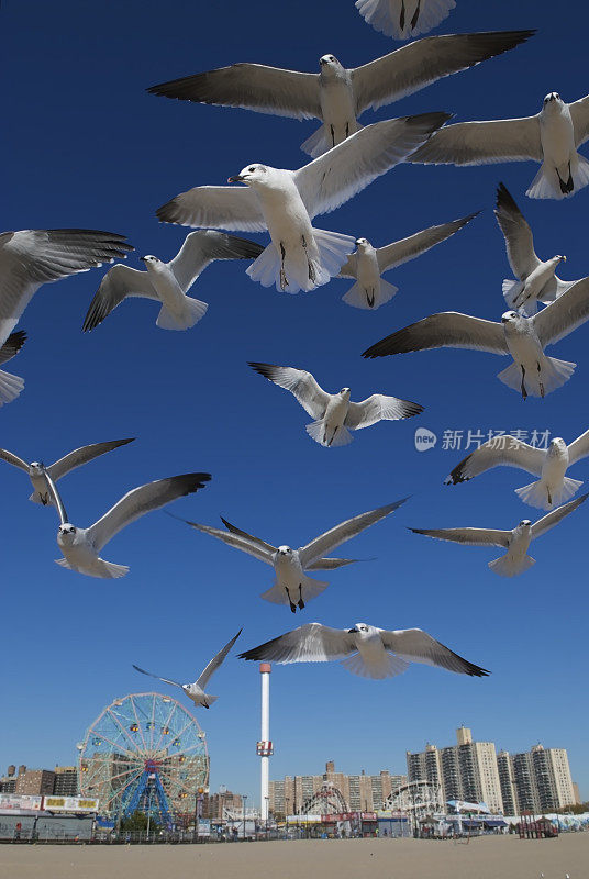 海鸥在纽约布鲁克林科尼岛游乐园上空飞翔