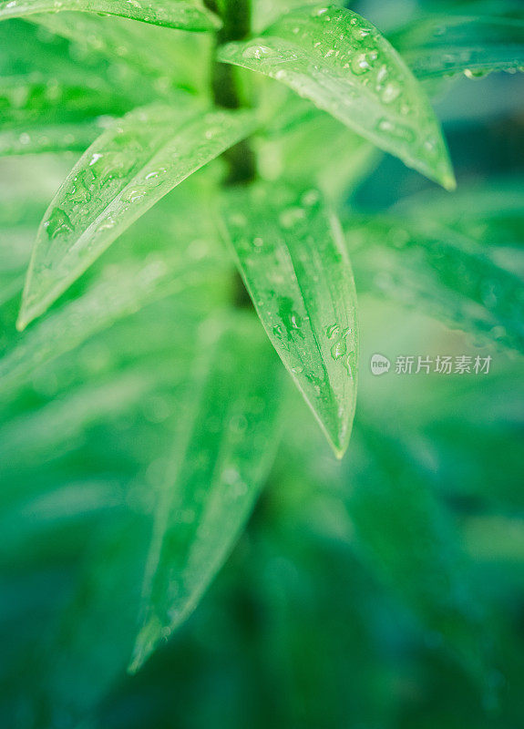 绿色植物叶子上的雨滴或露水