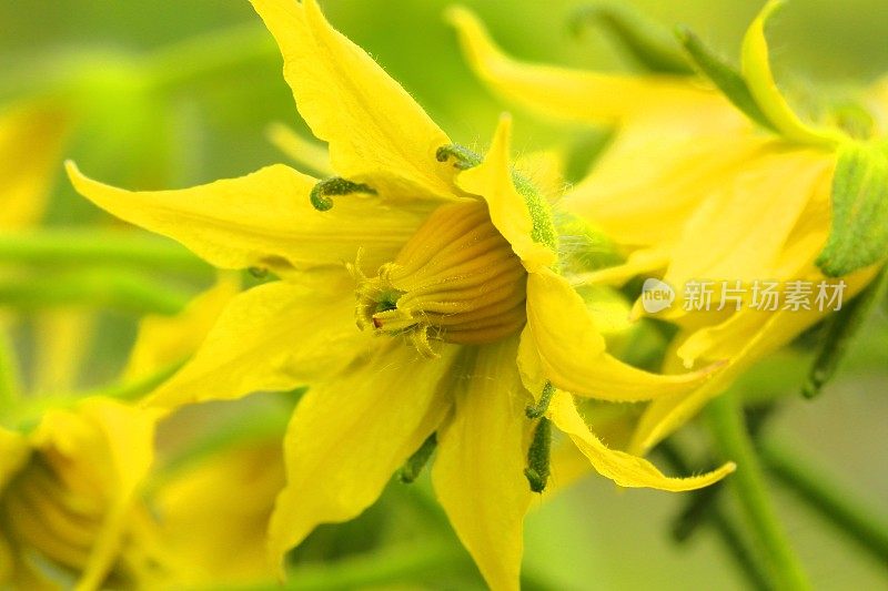 植株上的黄色番茄花