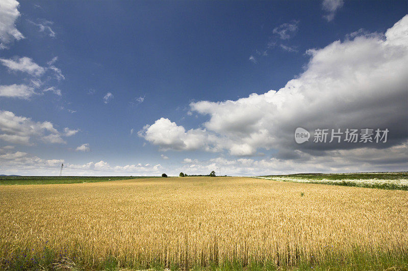 初夏谷物农地