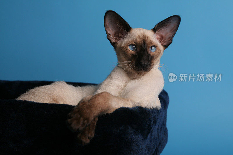 蓝眼睛的暹罗猫躺在篮子里