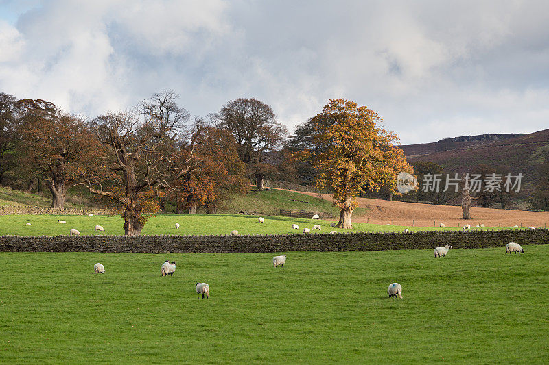 英国乡村山上的绵羊