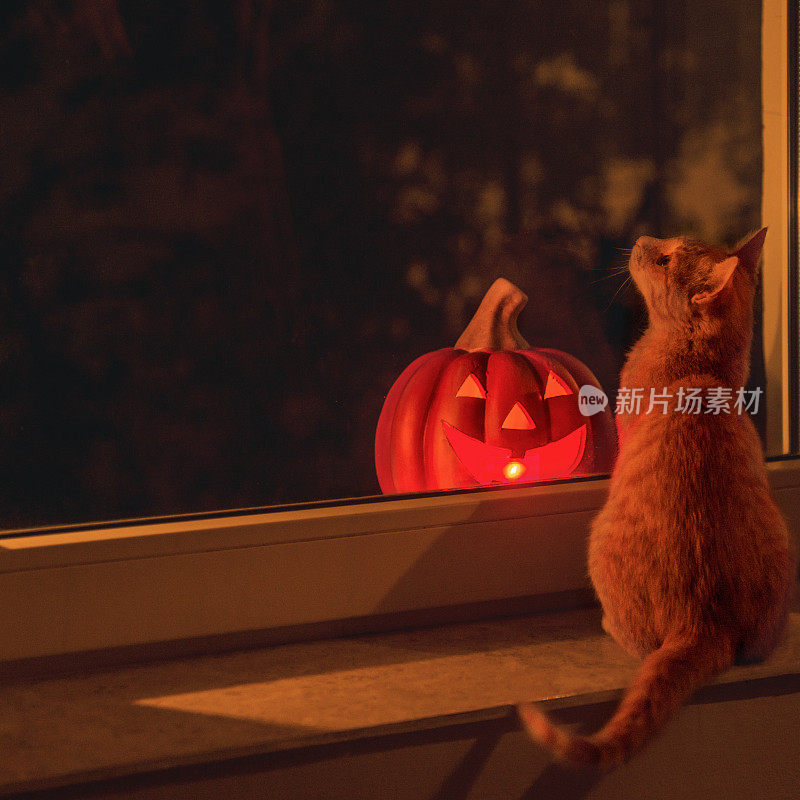 猫和万圣节南瓜发光，站在窗台上