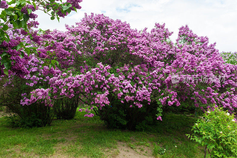 紫丁香开花