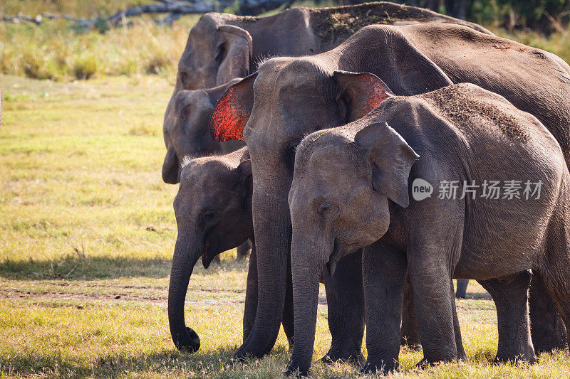 斯里兰卡的一群野生大象