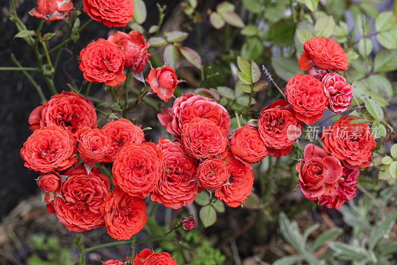 一簇红茶花，玫瑰玫瑰